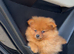 4-Month-Old Pomeranian – Chase