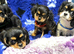 Cavalier King Charles puppies