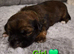 Beautiful shorkie puppies (Shih-tzu x Yorkshire terrier)- family raised