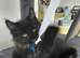 Tica registered x 3 boy black smoke maine coon