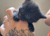 4 kittens for sale