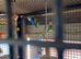 Breeding pairs lovebirds