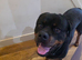 3yr Male Rottweiler