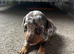 Miniature Dachshund