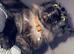 Mainecoon kittens