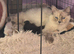 Beautiful Female Persian x Ragdoll Kitten