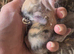 Mini lop x Harliquin kits