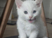 Kitten Ready to be Rehomed
