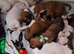 7 beautiful kc registered puppies