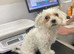 Bichon freeze