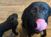 Beautiful Black Labrador Puppies