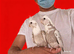 Super silly hand tamed baby cockatiels