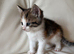 Kittens for sale