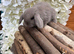 1 x Lilac Pure Mini Lop Doe - Ready 17th July!