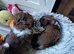 2 Amazing little girls