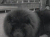 Chow chow stud