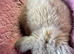 Pure bred mini lop rabbits