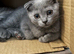 TICA /Scottish fold/BSH kittens