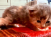 6 fluffy, beautiful, RAGCOON kittens for sale