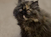 Female Pedigree Persian