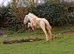 Sale or swap stunning tgca cob filly