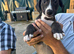 Staffy cross puppy’s for sale