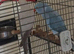 1 Indian ringnecks and cage