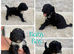 Fab️ F1 Ttoodles Tibetan terrier x Miniature poodle