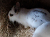 Mini rex x mini lion head