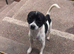 Black and white jackawawa male for sale