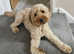 Stud Dog Available - Meet Teddy the Cockapoo!