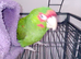 Pickle is looking for a new home