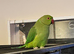 Indian ringnick parrot for sale