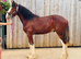 SHIRE GELDING