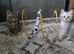 Beautiful British kittens