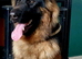 German shepherd puppies