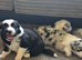 Stunning Border Collie Puppies
