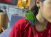 Hand reared tame conure baby