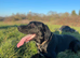 Rehoming - Labrador x border collie