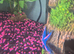 Mixed guppies