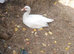Muscovy ducks