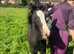Gorgeous cob filly