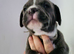 Mastiff/staffy mix