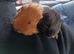 2 female guinea pigs