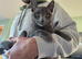 X2 6 month old bonded kittens! Male & female