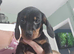 Little boy dashhound