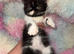 Persian kittens 1 short hair