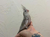 Lovely hand reared cockateil boy