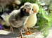 Chicks & Chickens (various)