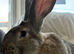 Continental giant buck